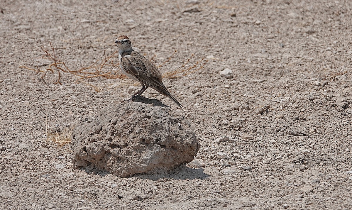 Red-capped Lark - ML647667122