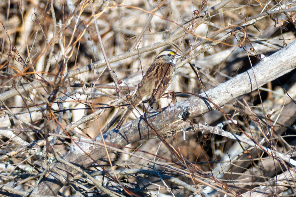 White-throated Sparrow - ML647667123