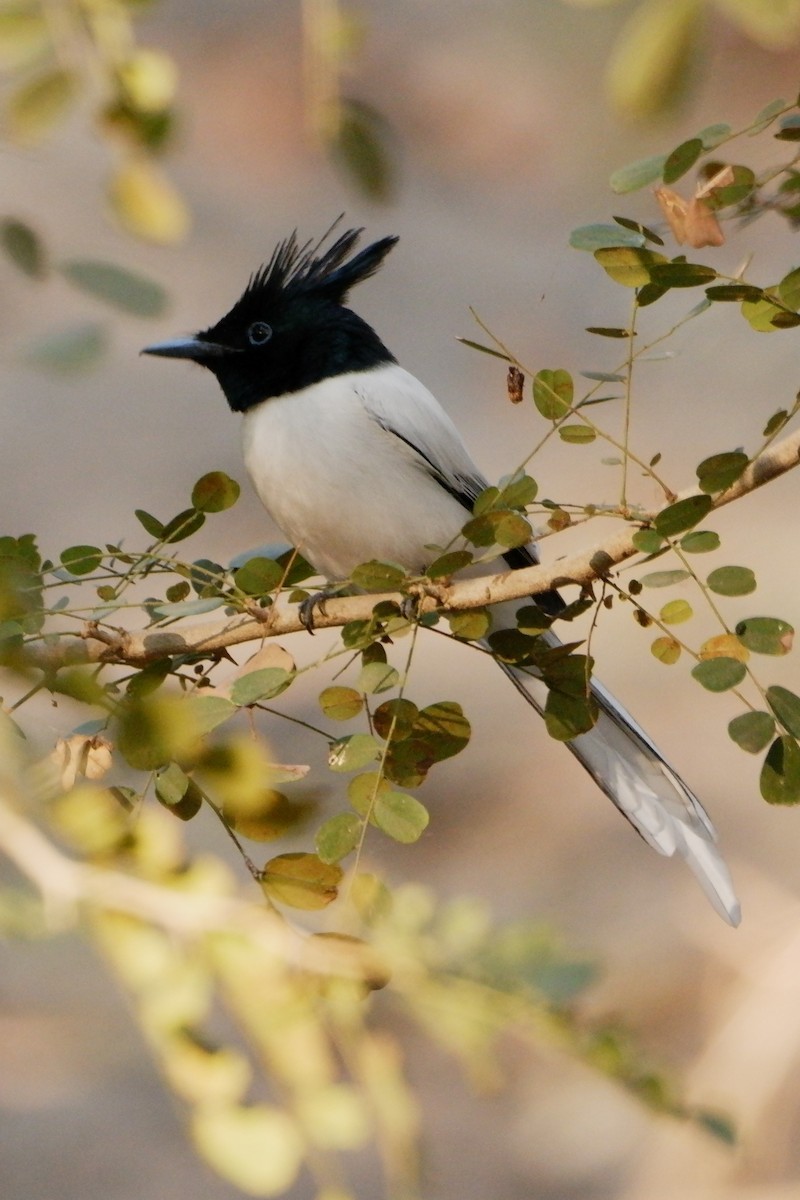 Indian Paradise-Flycatcher - ML647667130