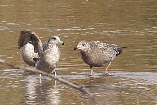 Amerika Gümüş Martısı - ML647667132