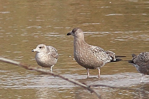 Amerika Gümüş Martısı - ML647667133