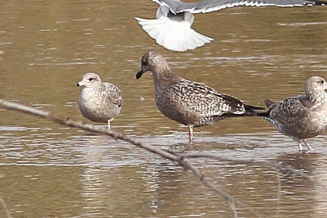 Amerika Gümüş Martısı - ML647667136