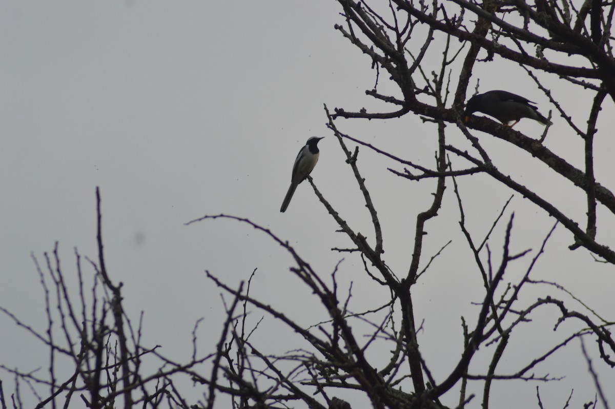 Lavandera India - ML647667143