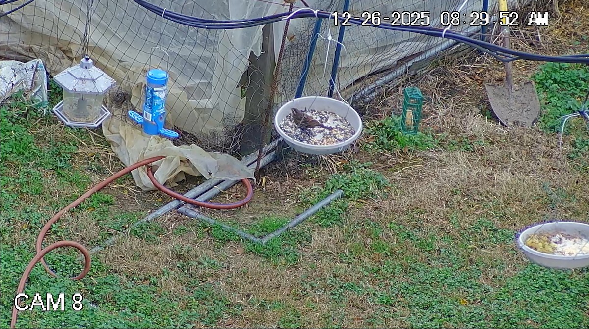 Red-winged Blackbird - ML647667197