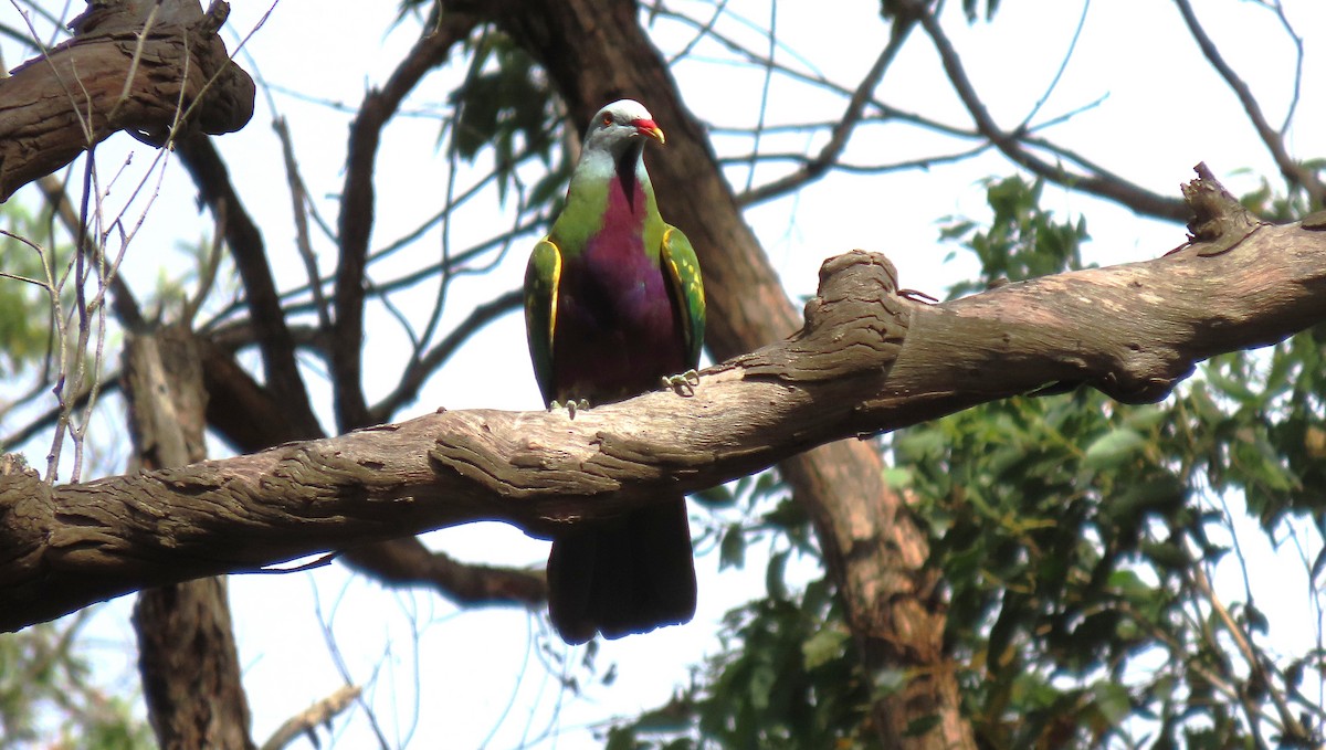 Wompoo Fruit-Dove - ML647667211