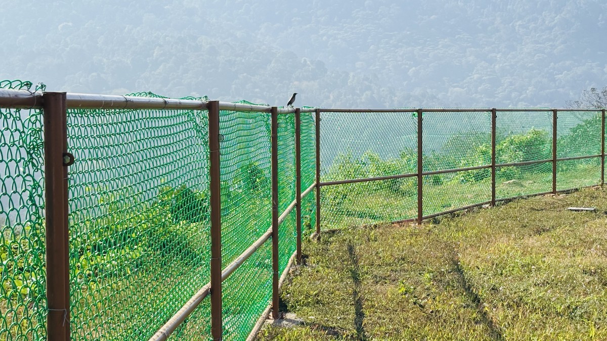 Rosenstar - ML647667234