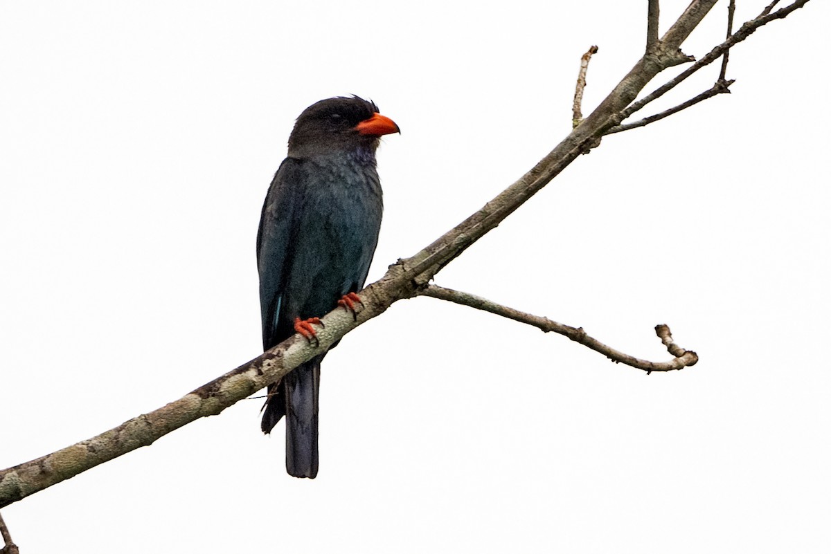 Türkisracke - ML647667235