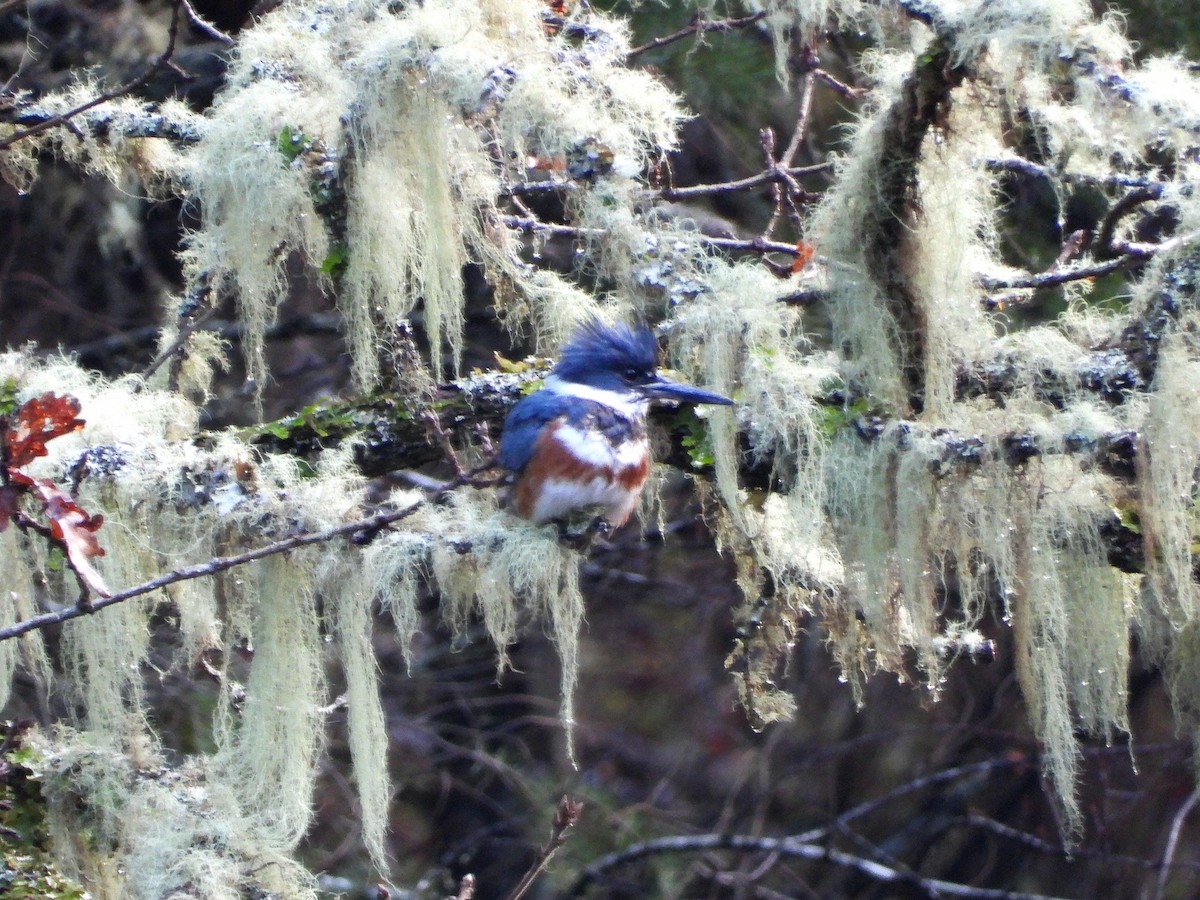 Gürtelfischer - ML647667236