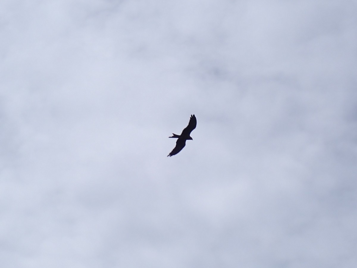 Schwarzmilan - ML647667237