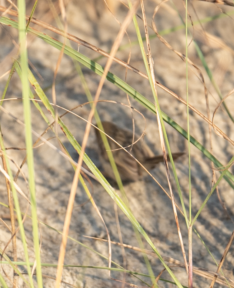 Sumpfpriniendrossling - ML647667238