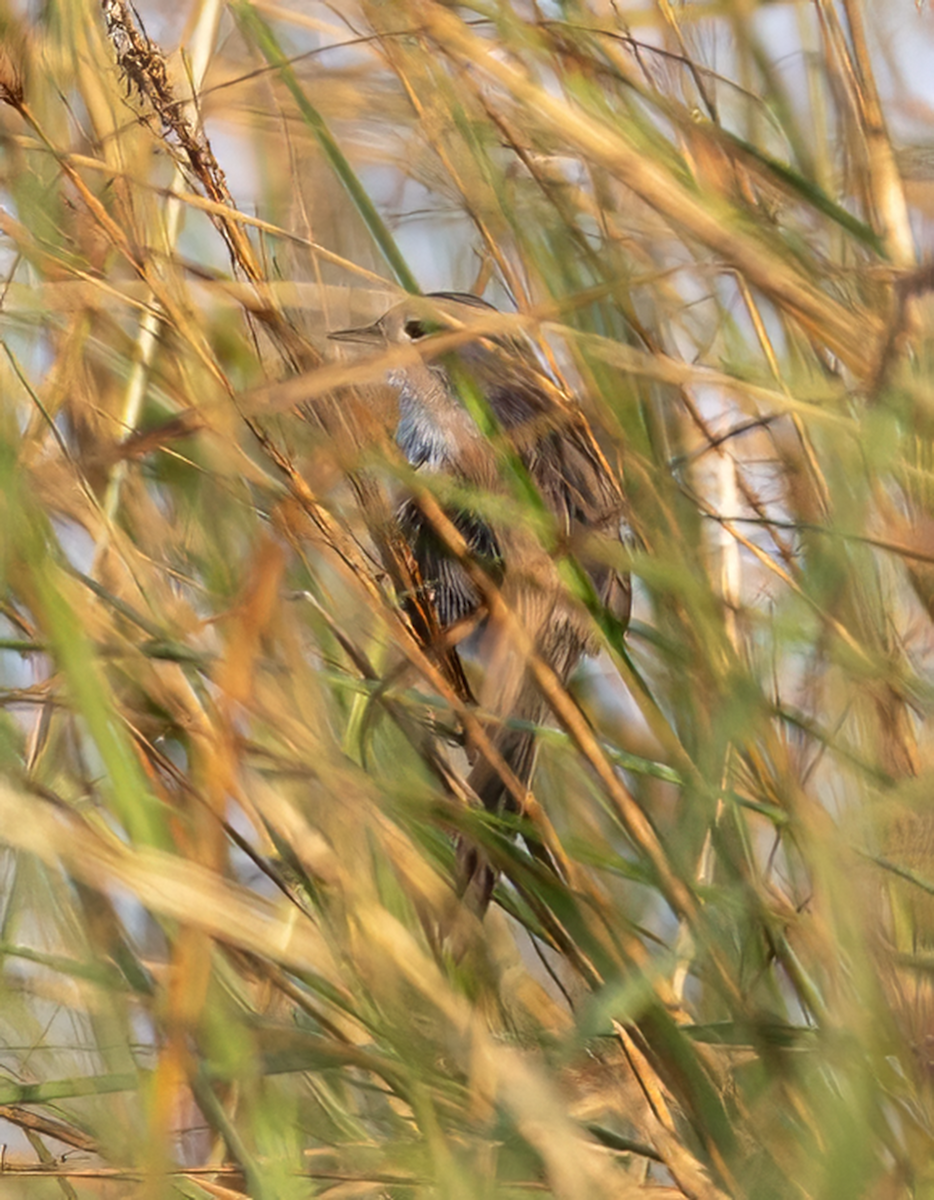 Sumpfpriniendrossling - ML647667239