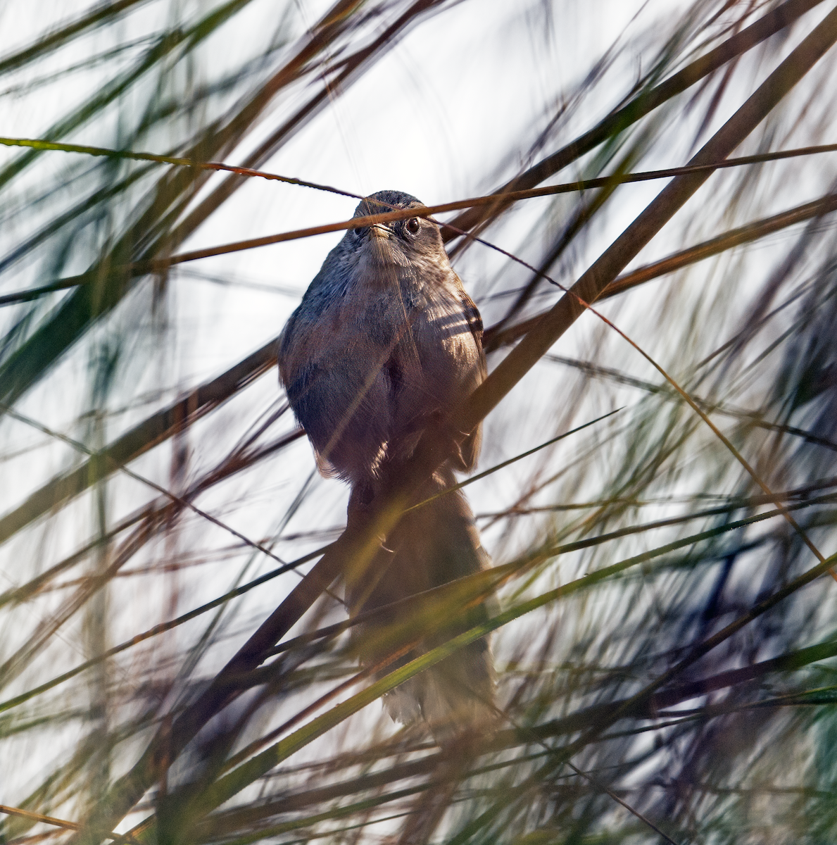 Sumpfpriniendrossling - ML647667241