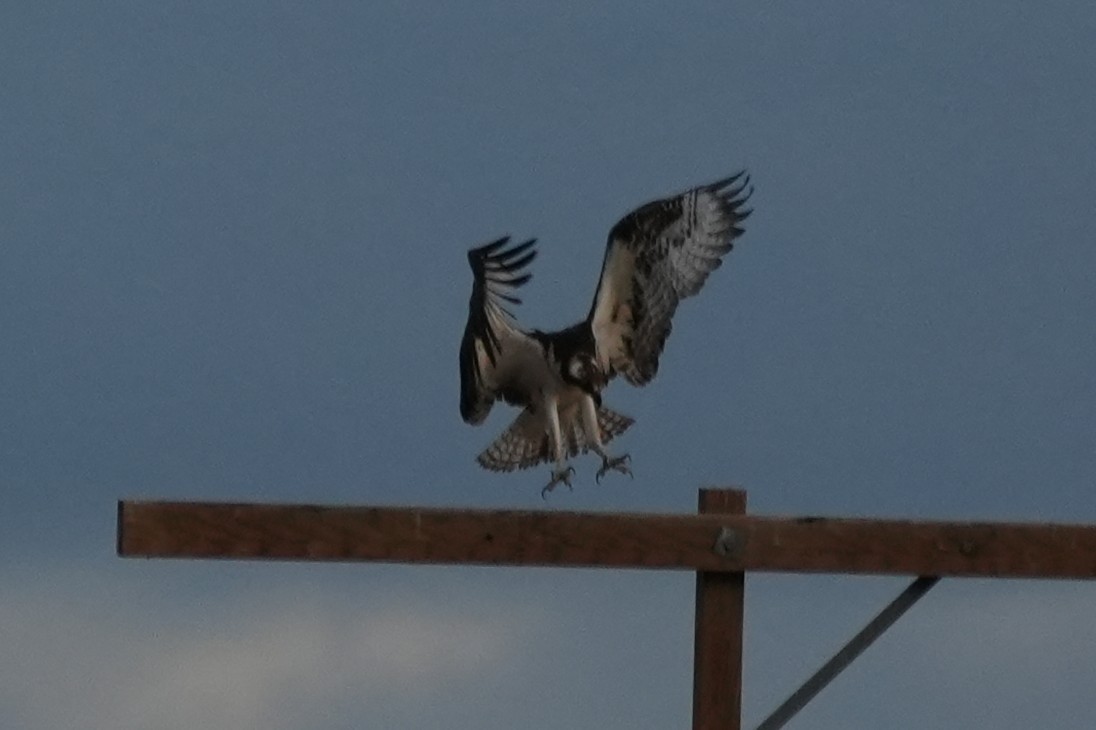 Fischadler - ML647667243