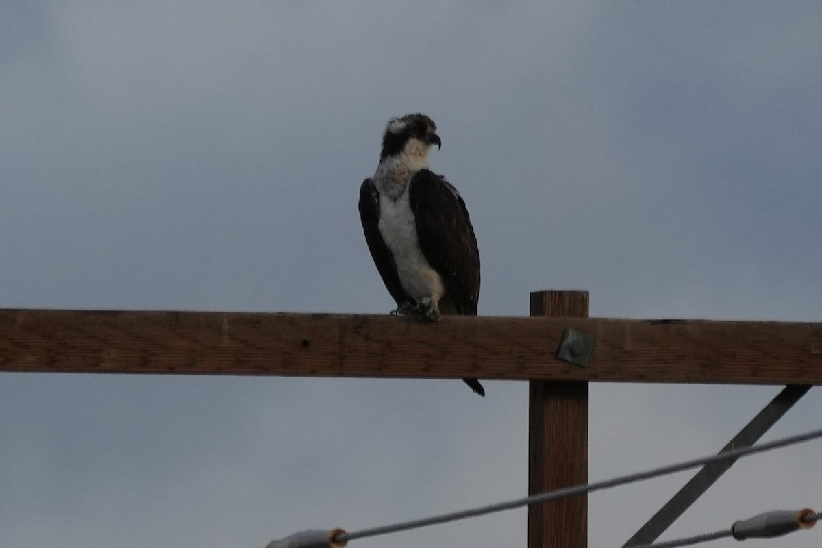 Fischadler - ML647667244