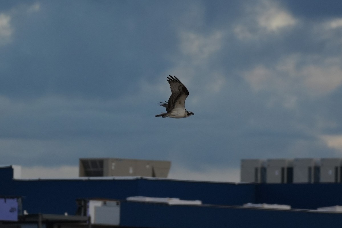 Fischadler - ML647667245