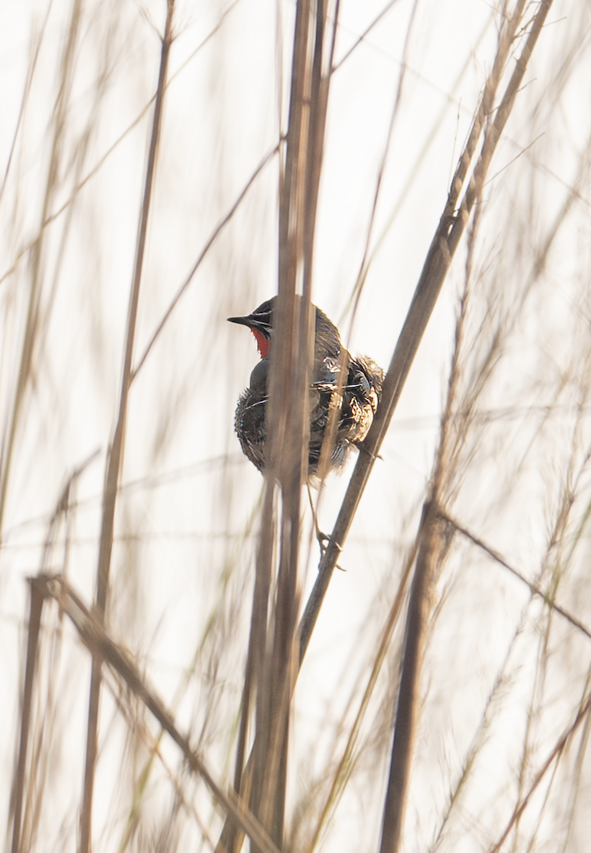 Tibetrubinkehlchen - ML647667246