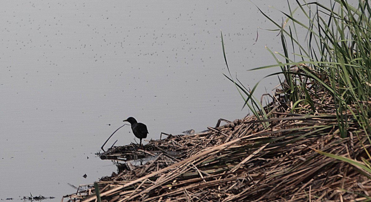 Schwarzkielralle - ML647667247