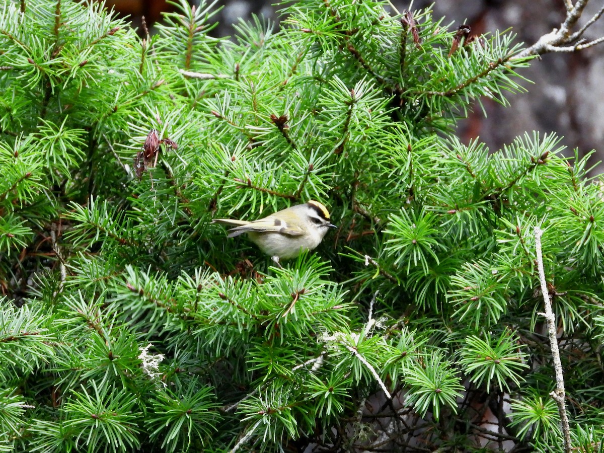 Indianergoldhähnchen - ML647667248