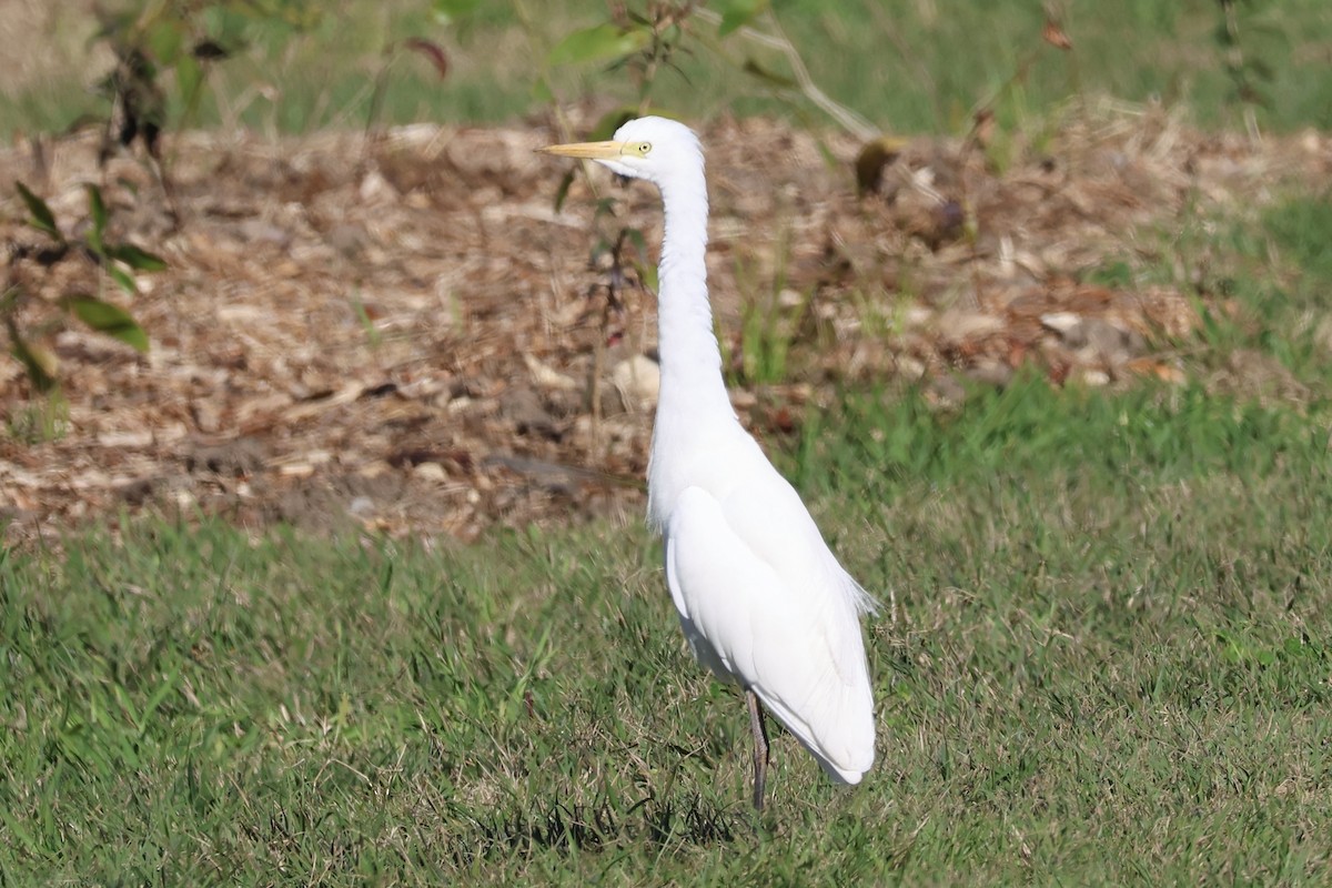 Pazifikmittelreiher - ML647667250