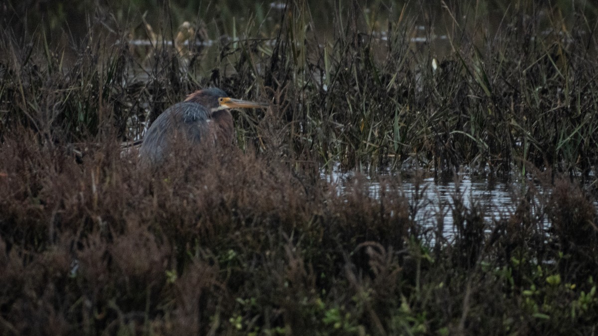 Dreifarbenreiher - ML647667251