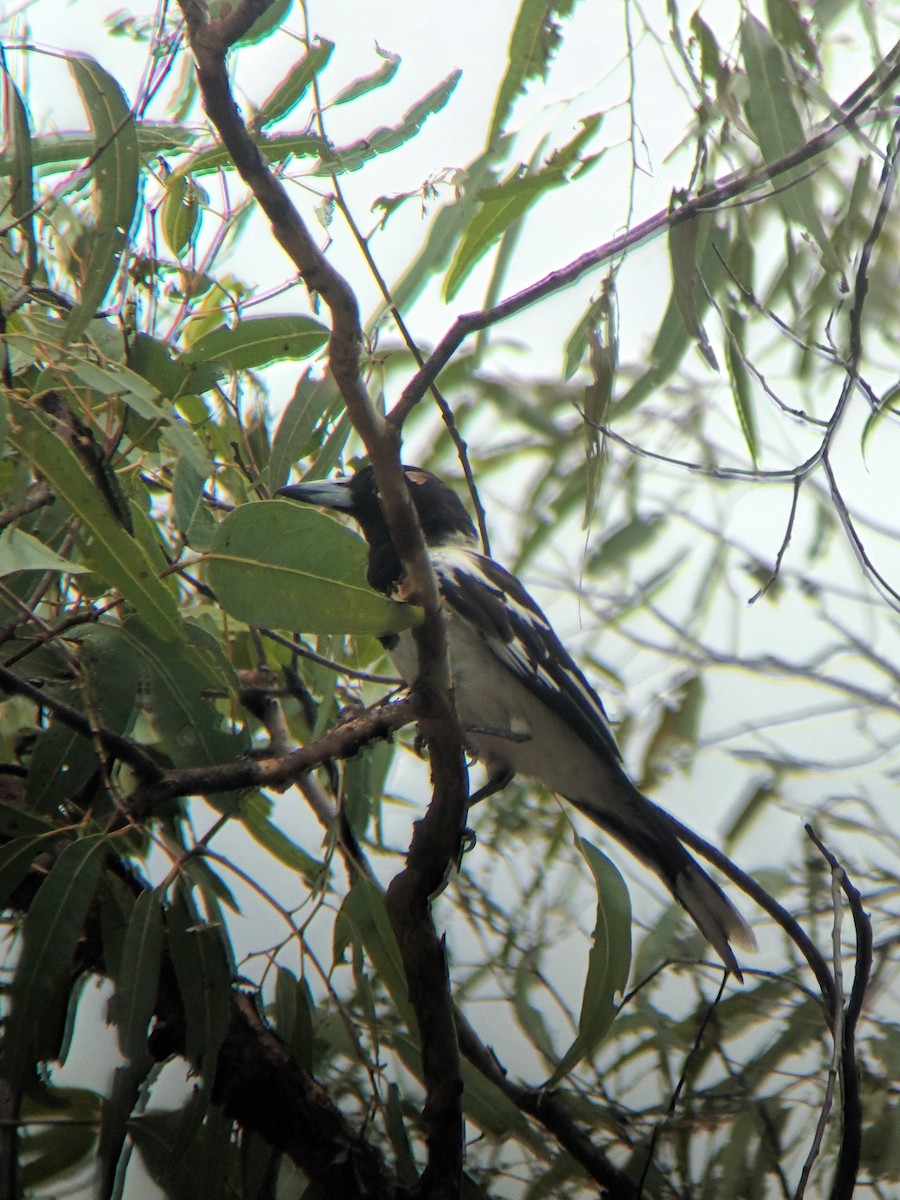 Schwarzkehl-Krähenstar - ML647667252