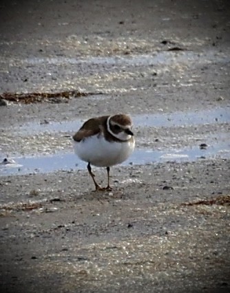 Eskimoregenpfeifer - ML647667253