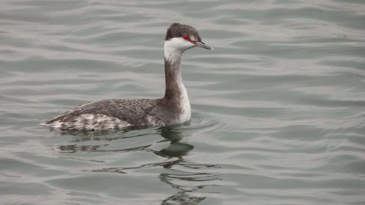 Ohrentaucher - ML647667254