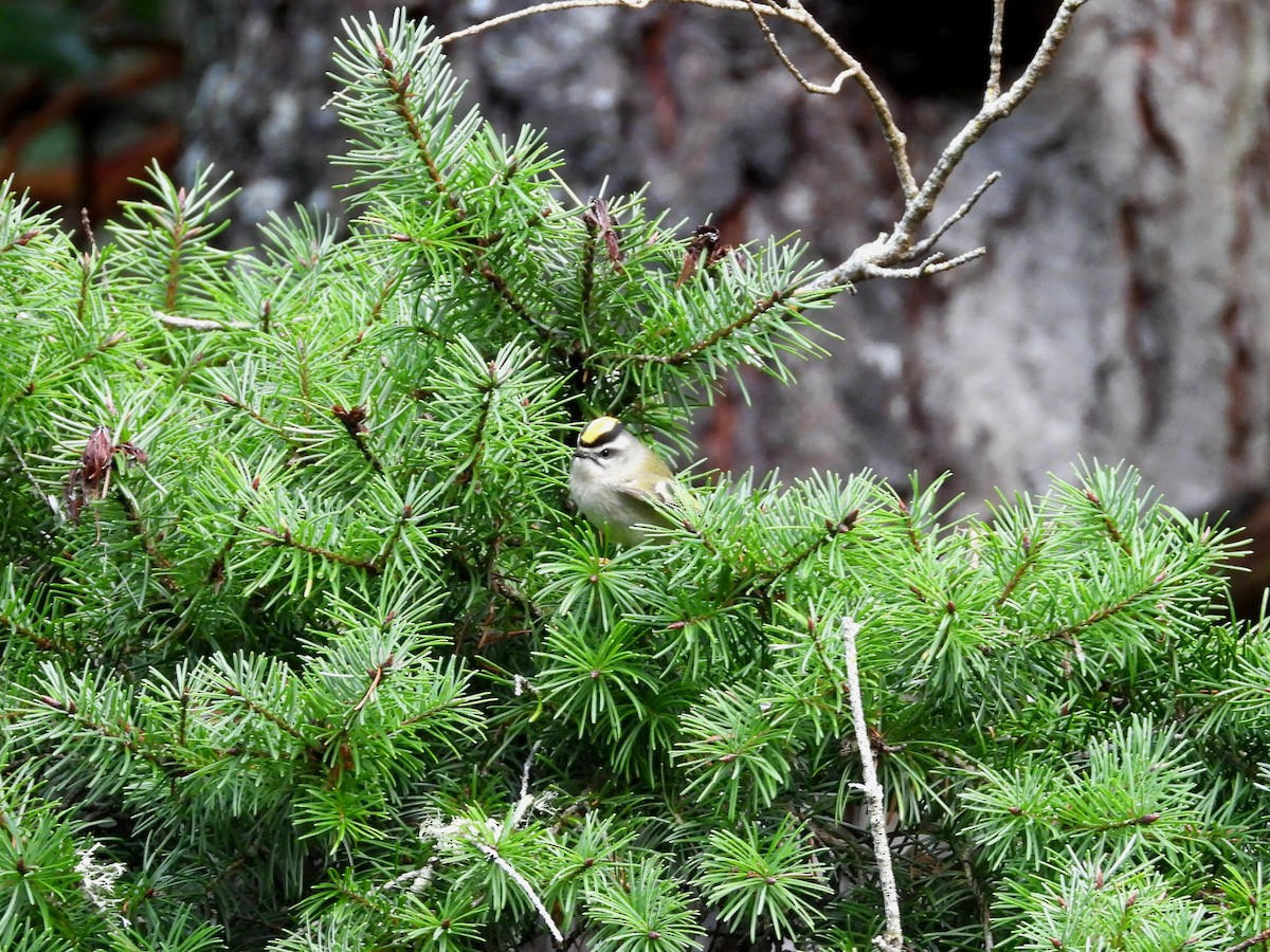 Indianergoldhähnchen - ML647667255