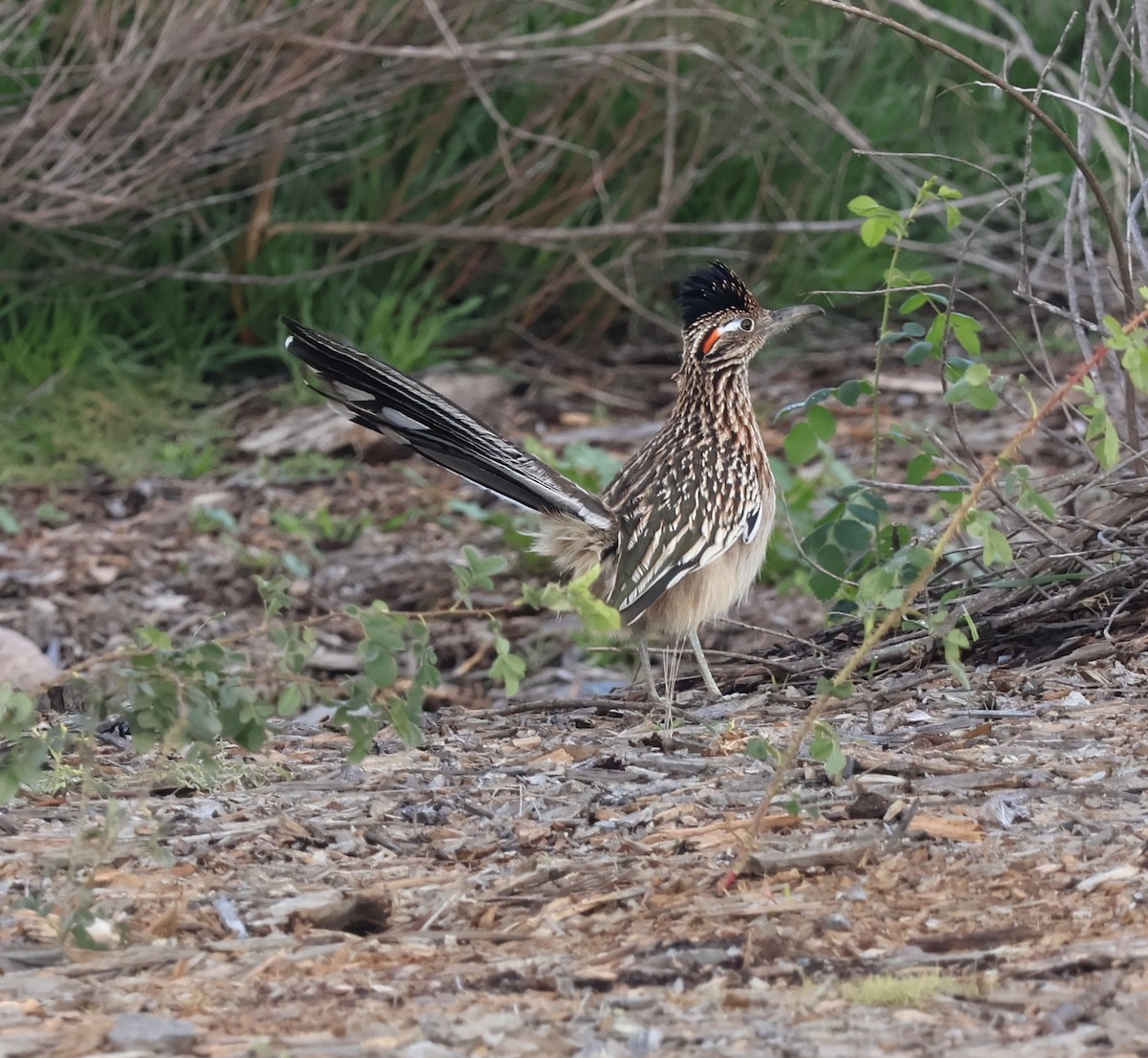 Wegekuckuck - ML647667256