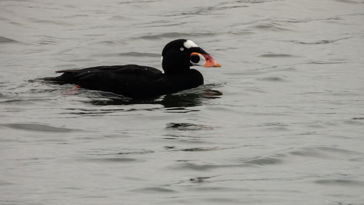 Brillenente - ML647667257