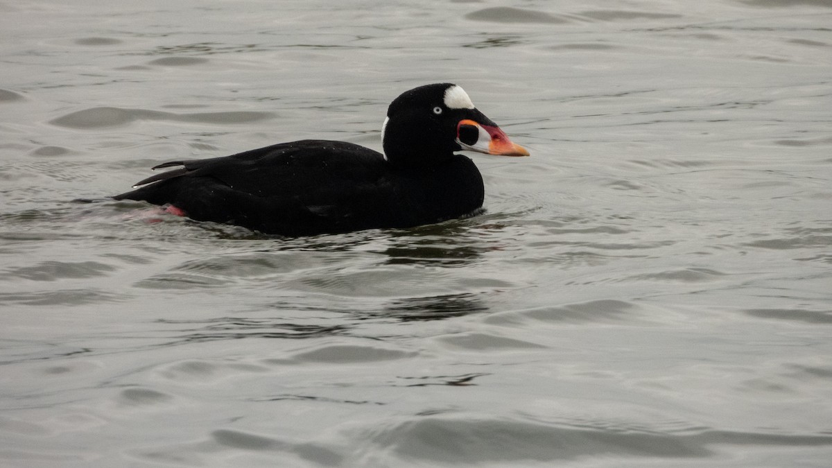 Brillenente - ML647667258