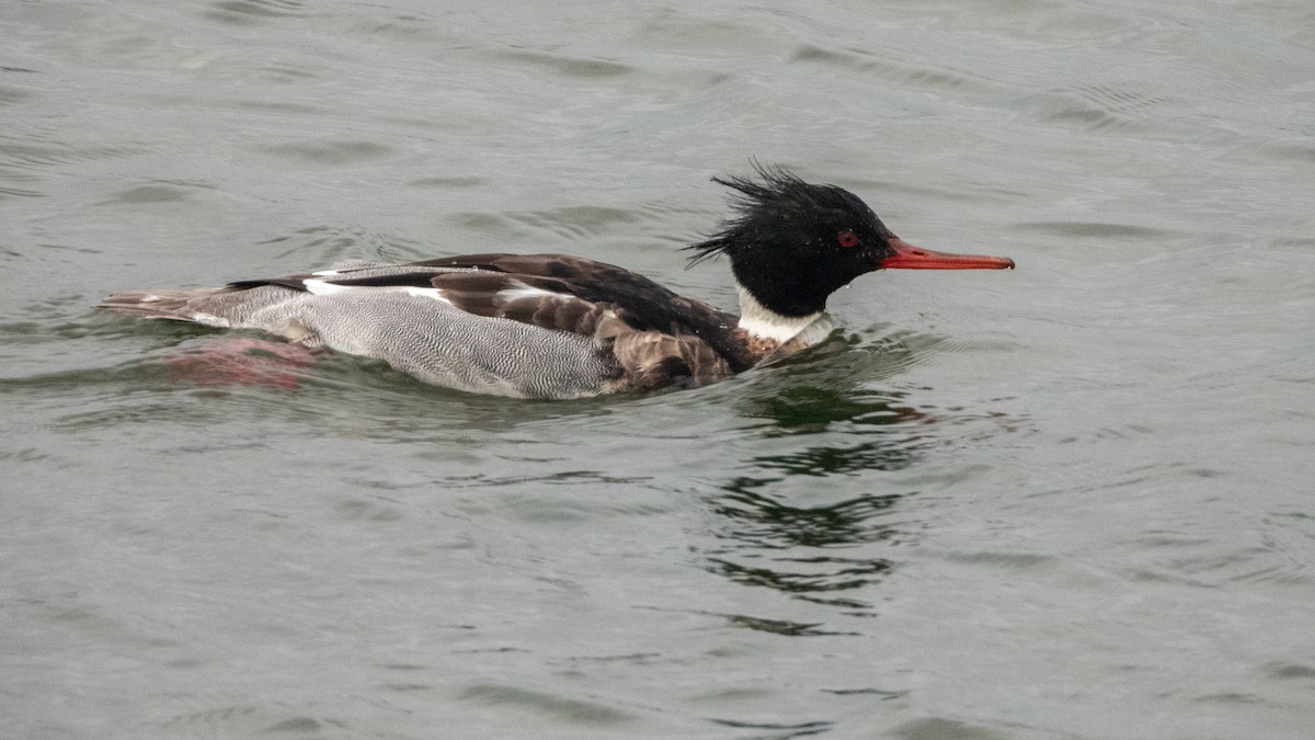 Mittelsäger - ML647667259