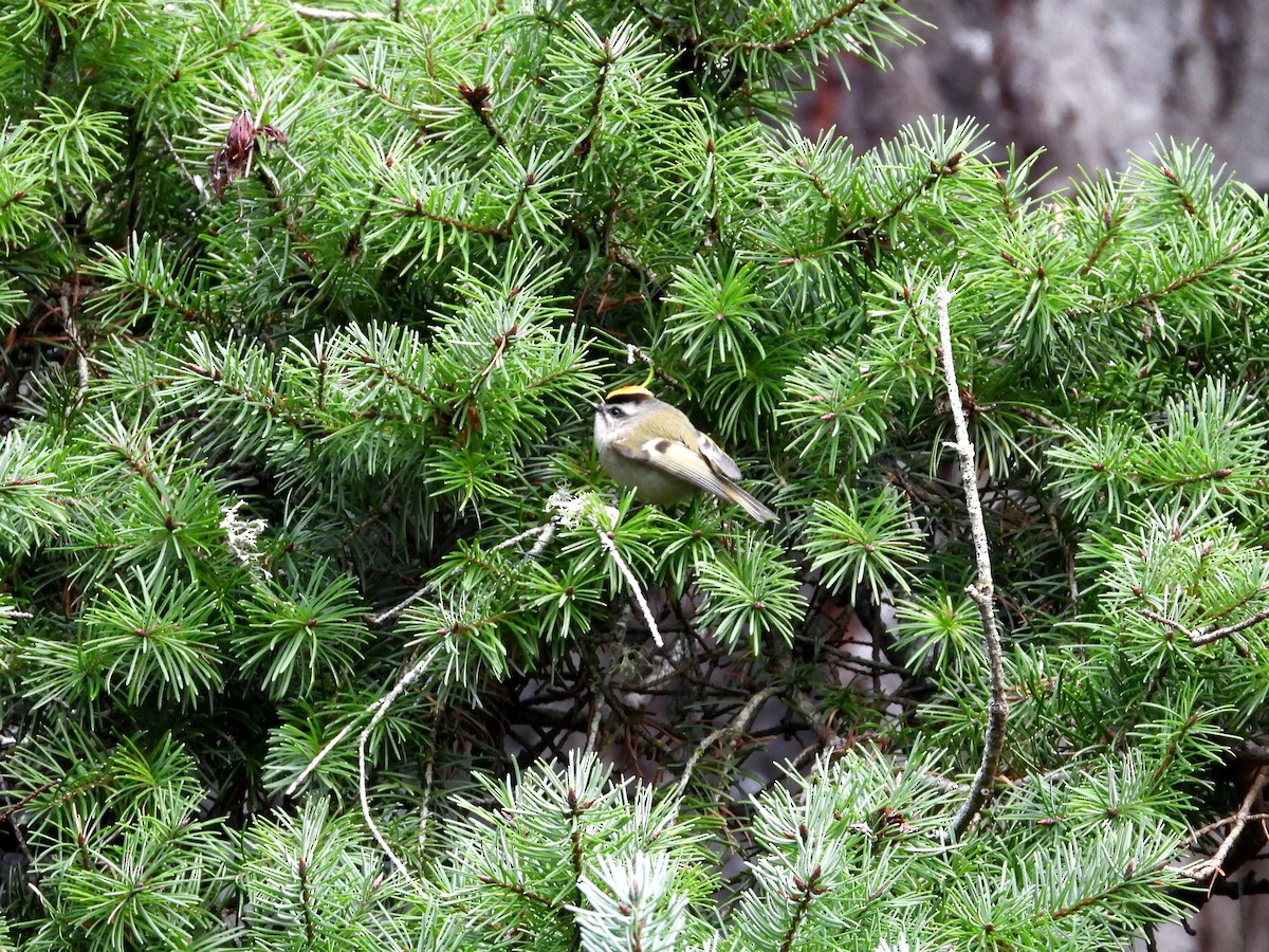 Indianergoldhähnchen - ML647667260