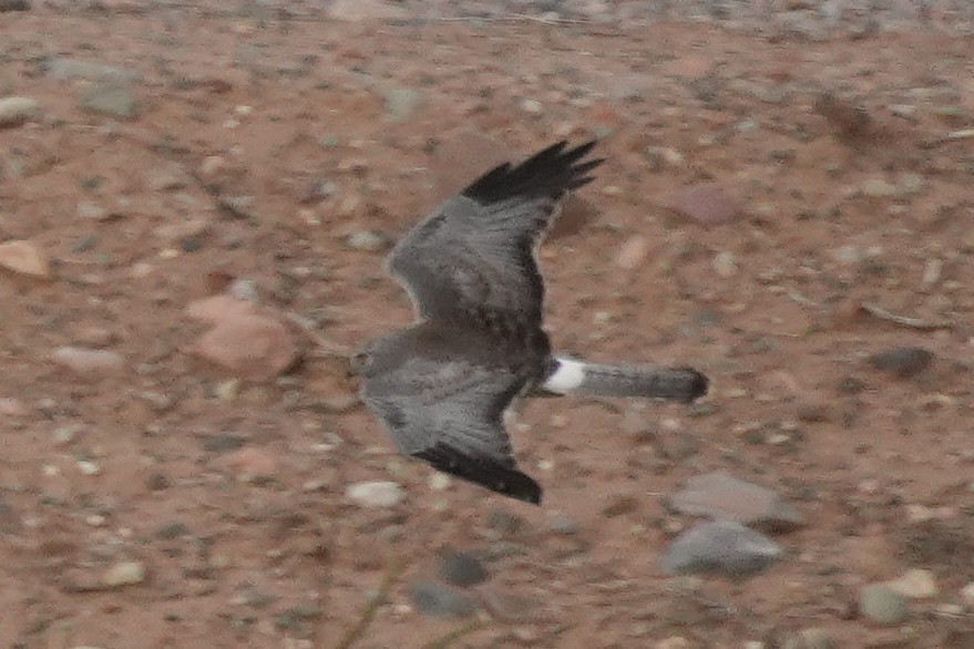 Northern Harrier - ML647667263