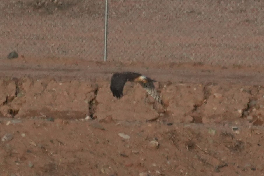 Northern Harrier - ML647667264