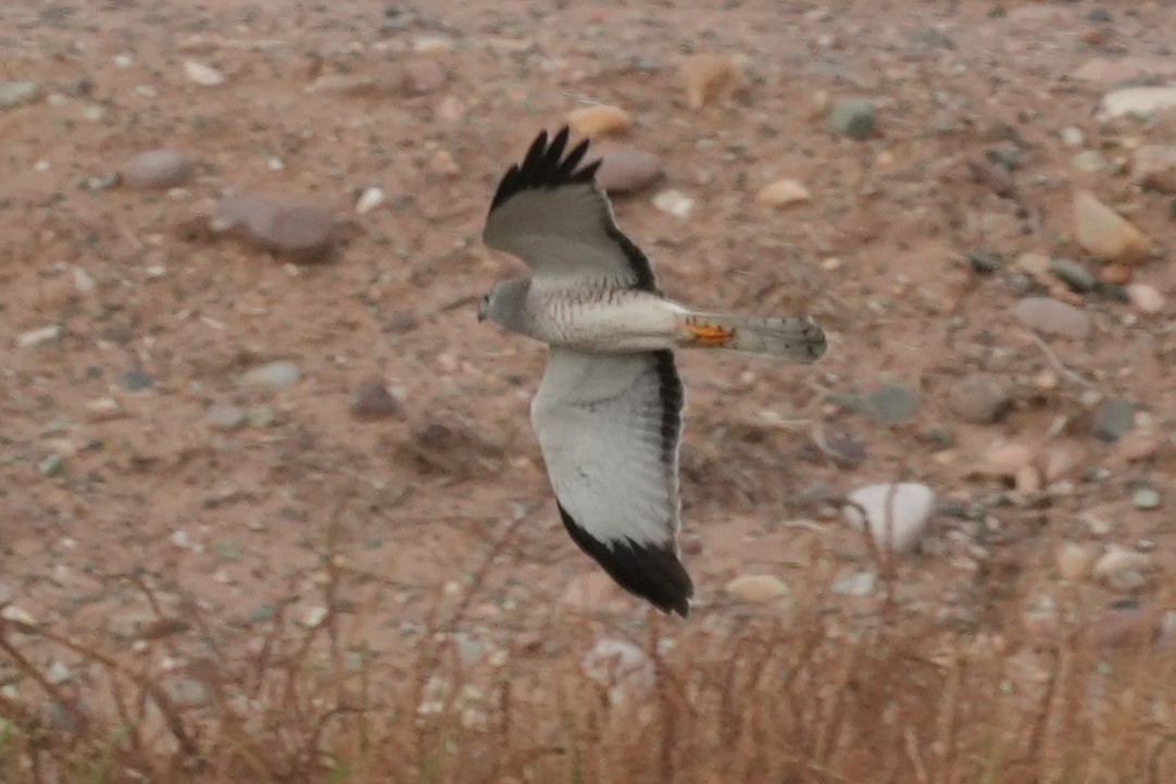 Northern Harrier - ML647667265