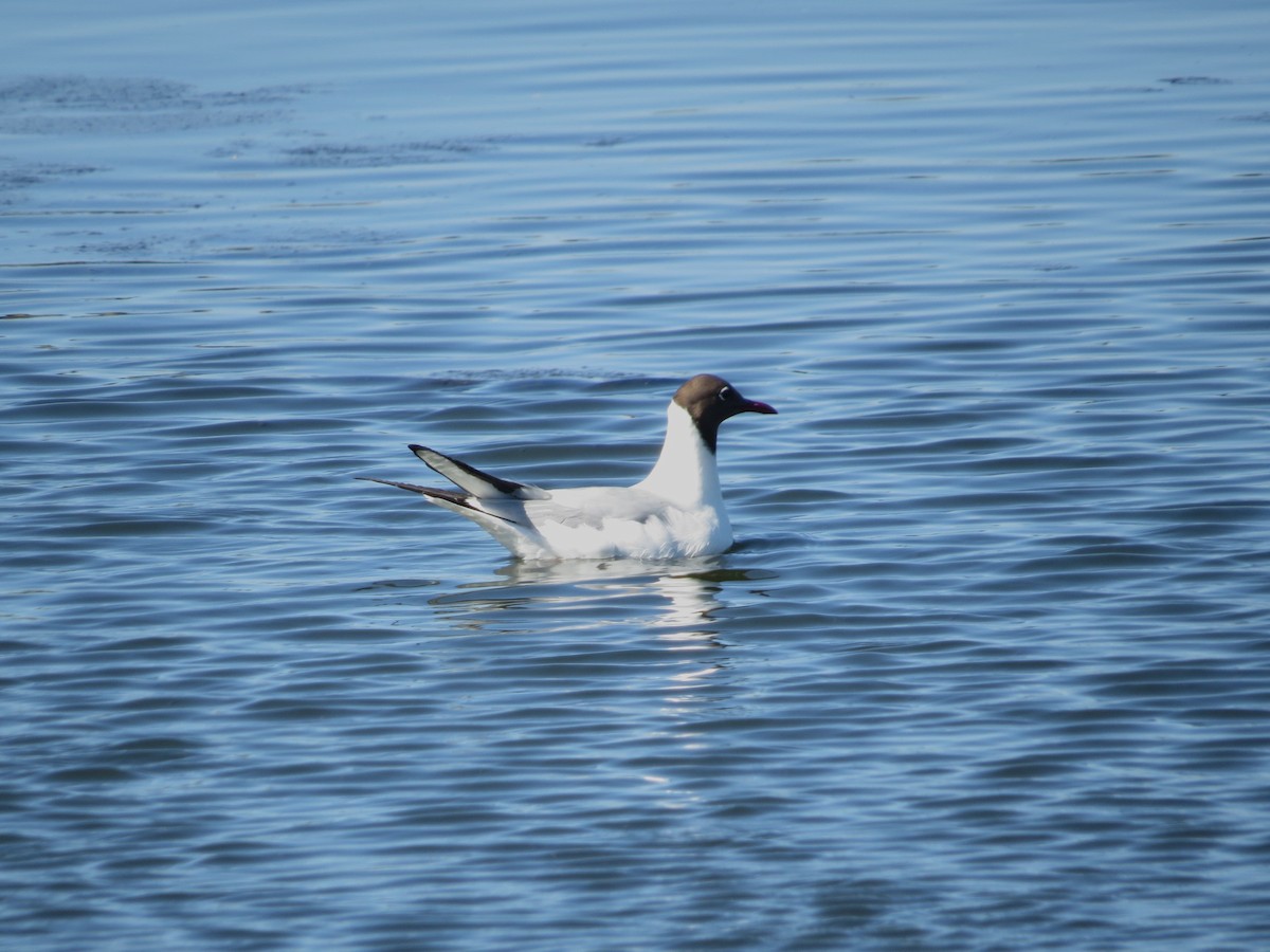 Lachmöwe - ML647667267