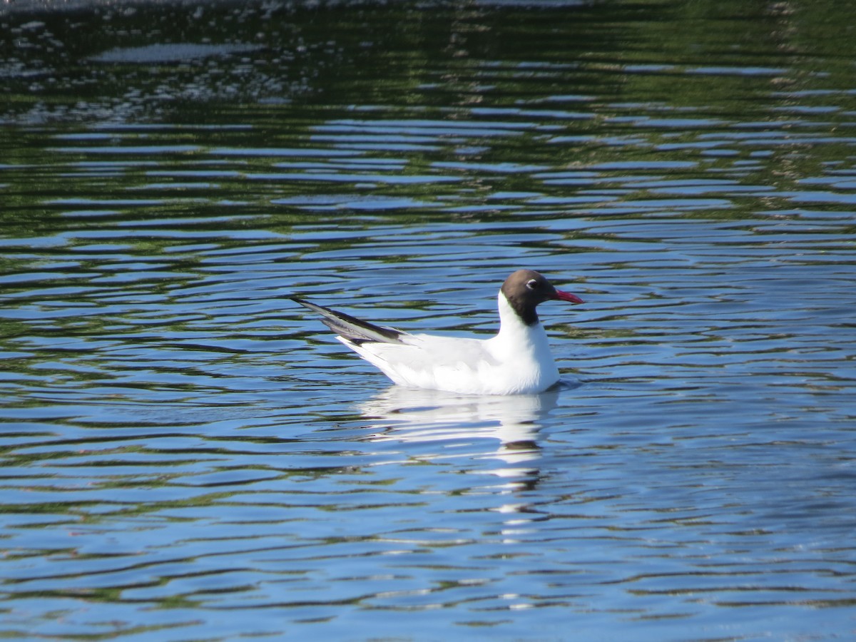 Lachmöwe - ML647667268