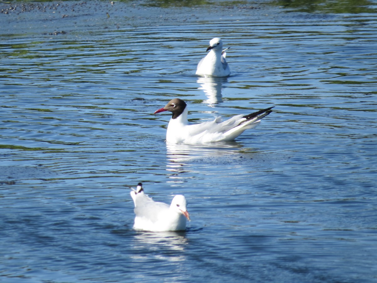 Lachmöwe - ML647667269