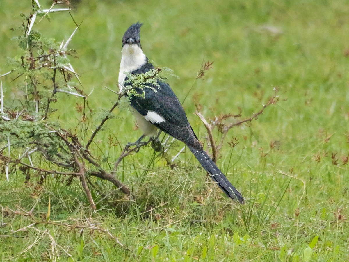 Jakobinerkuckuck - ML647667272