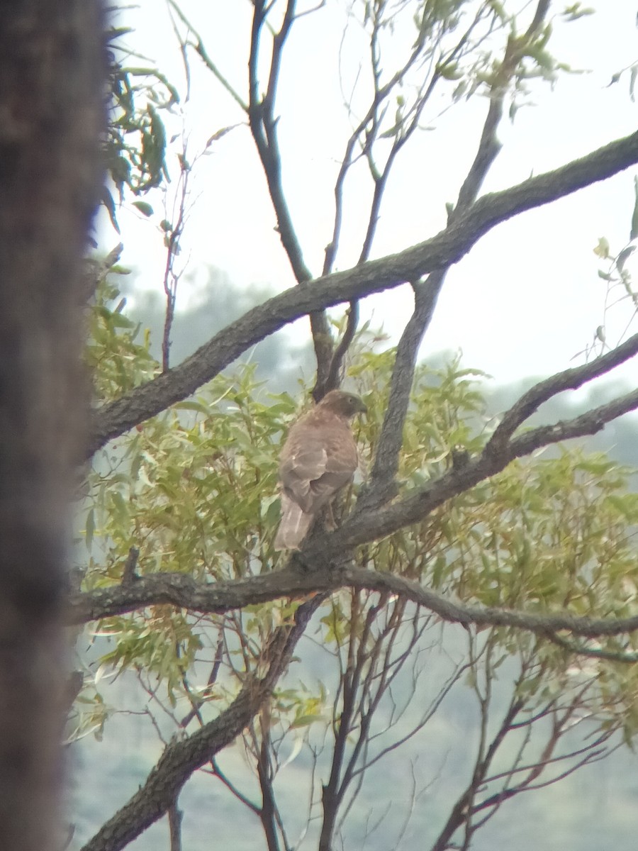 Aerospiza/Tachyspiza/Accipiter/Astur, unbestimmt - ML647667278