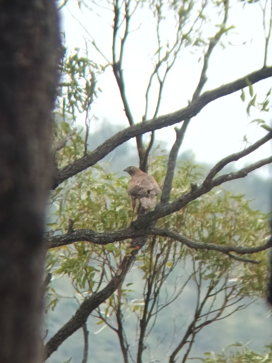 Aerospiza/Tachyspiza/Accipiter/Astur, unbestimmt - ML647667279