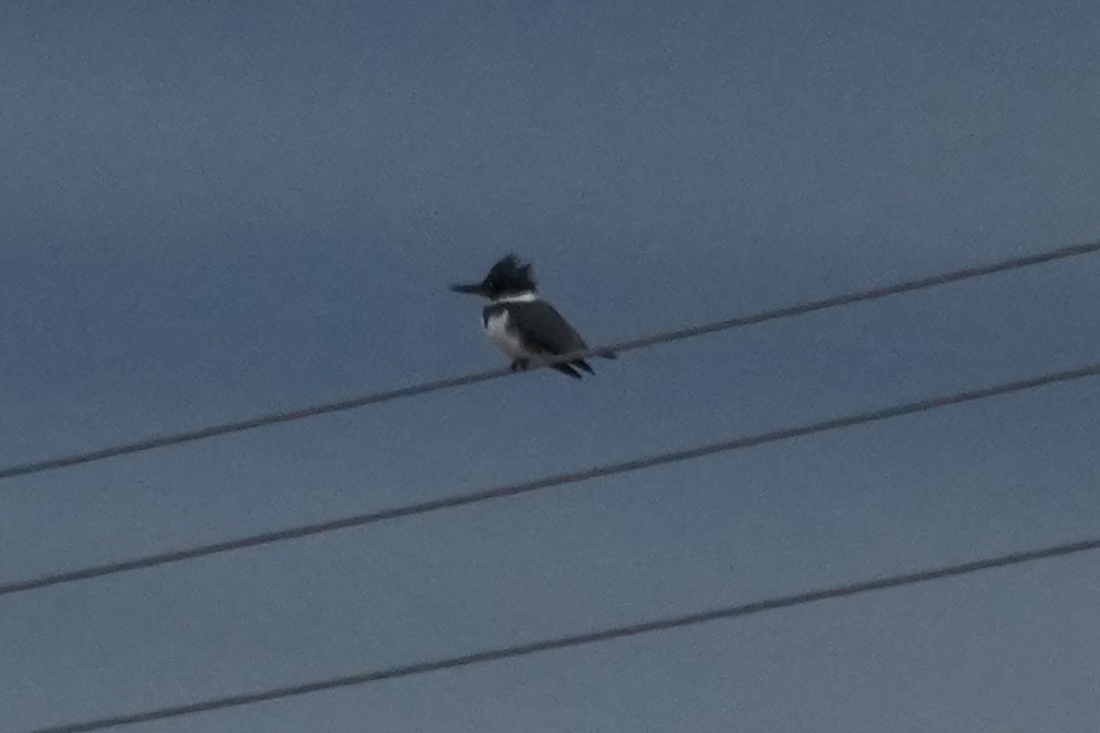 Gürtelfischer - ML647667287