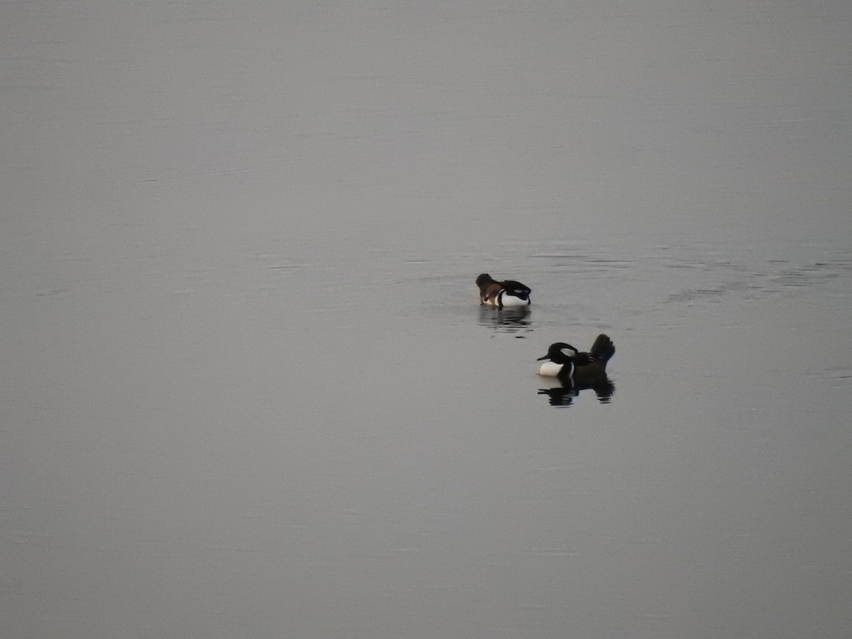 Kappensäger - ML647667288