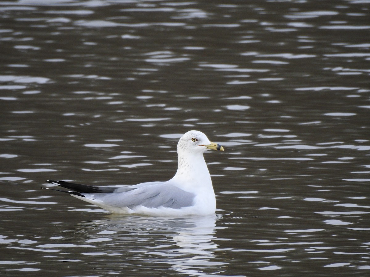 Ringschnabelmöwe - ML647667289