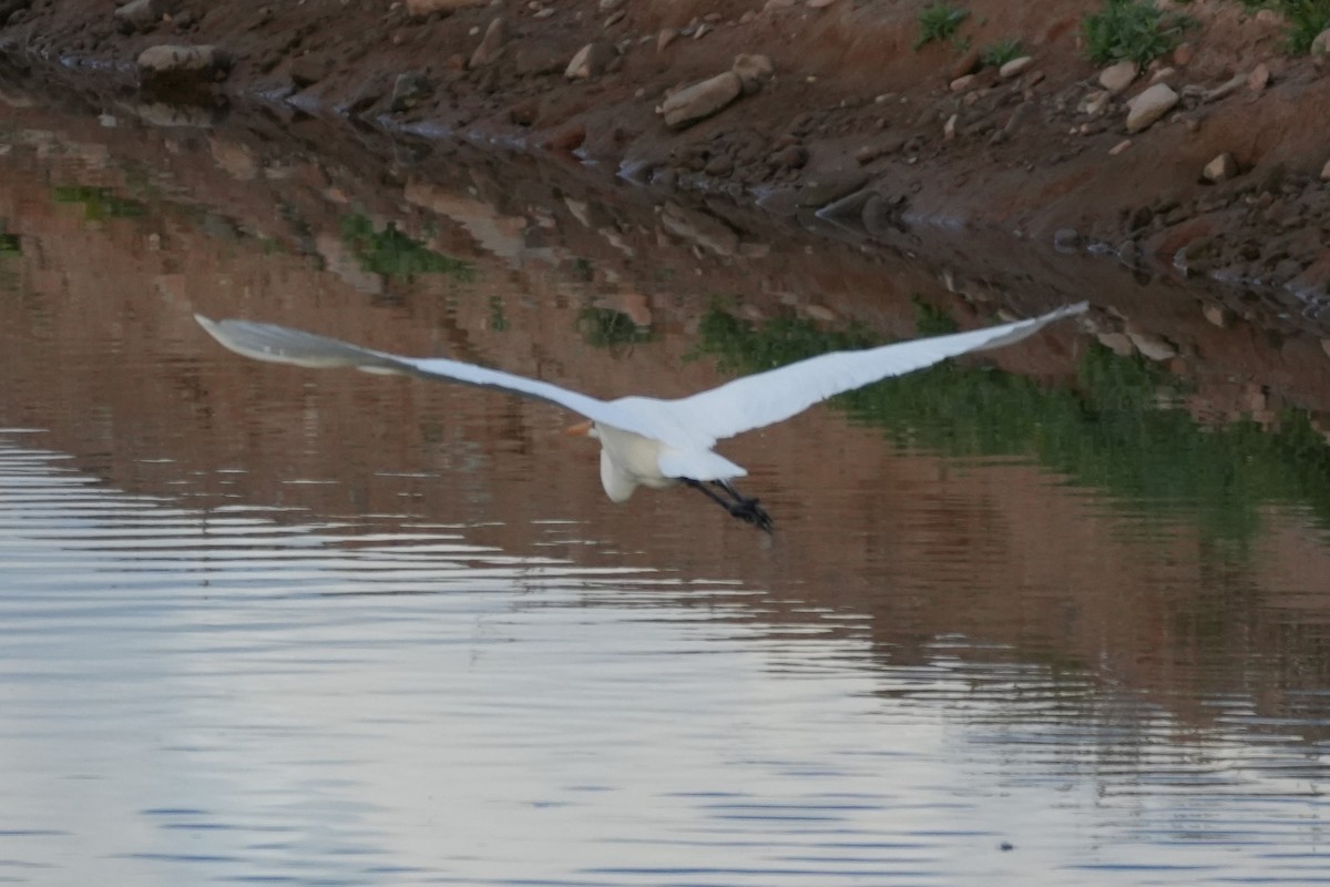 Silberreiher - ML647667290