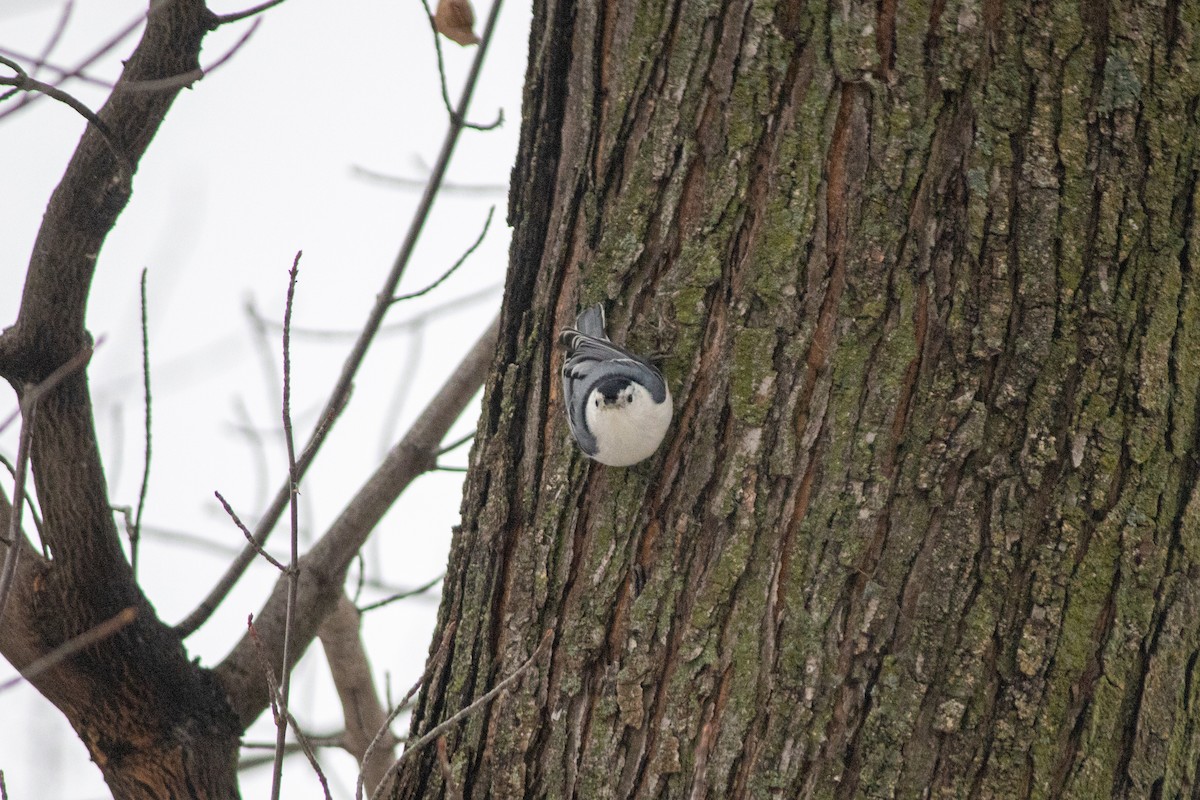 Weißbrustkleiber (carolinensis) - ML647667291