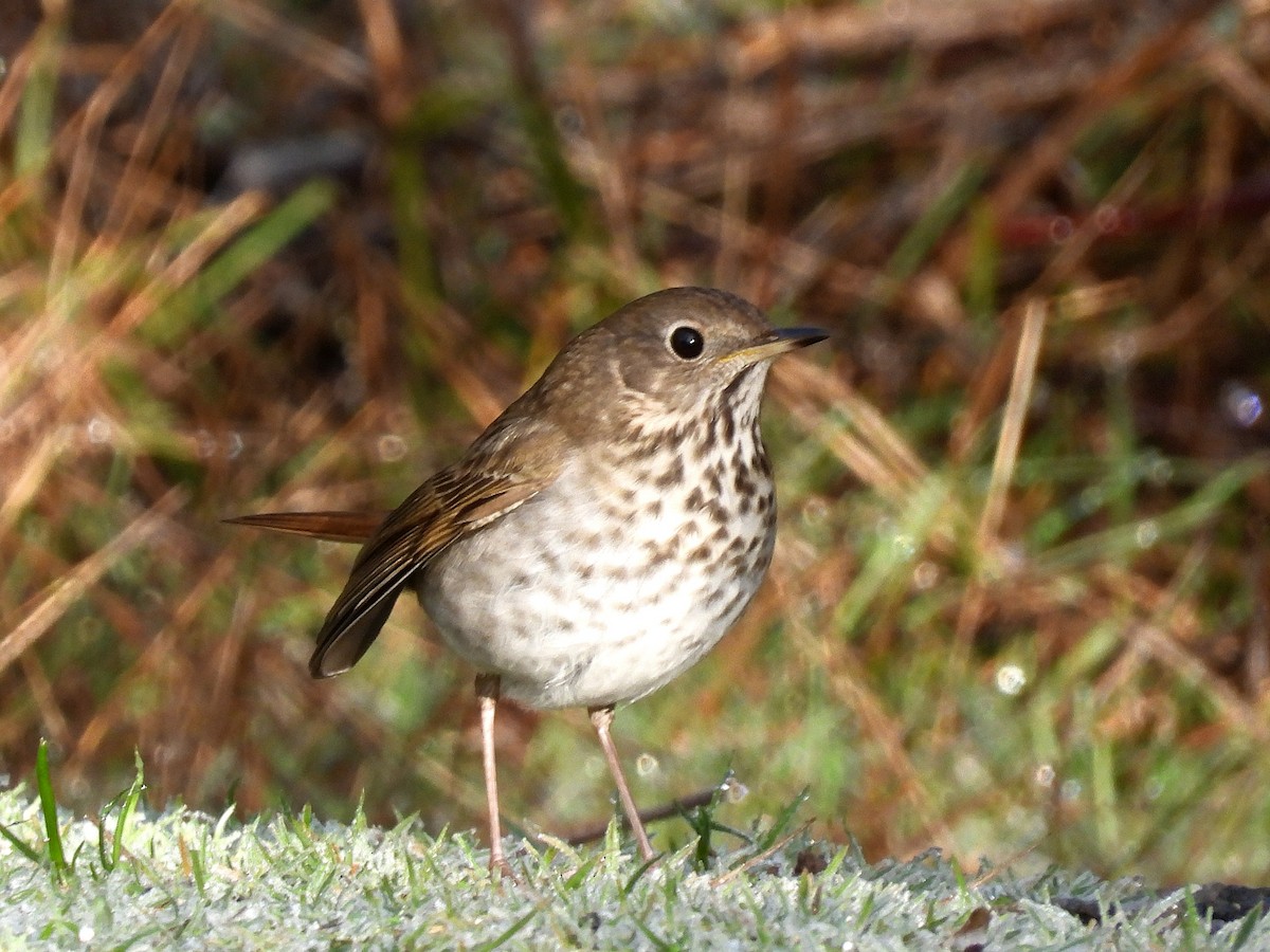 Einsiedler-Musendrossel - ML647667292