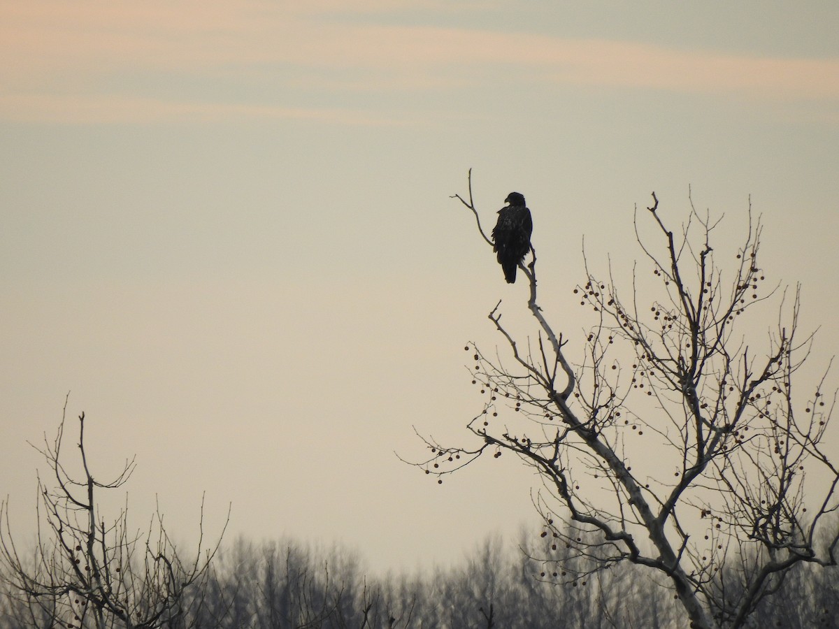 Weißkopf-Seeadler - ML647667295