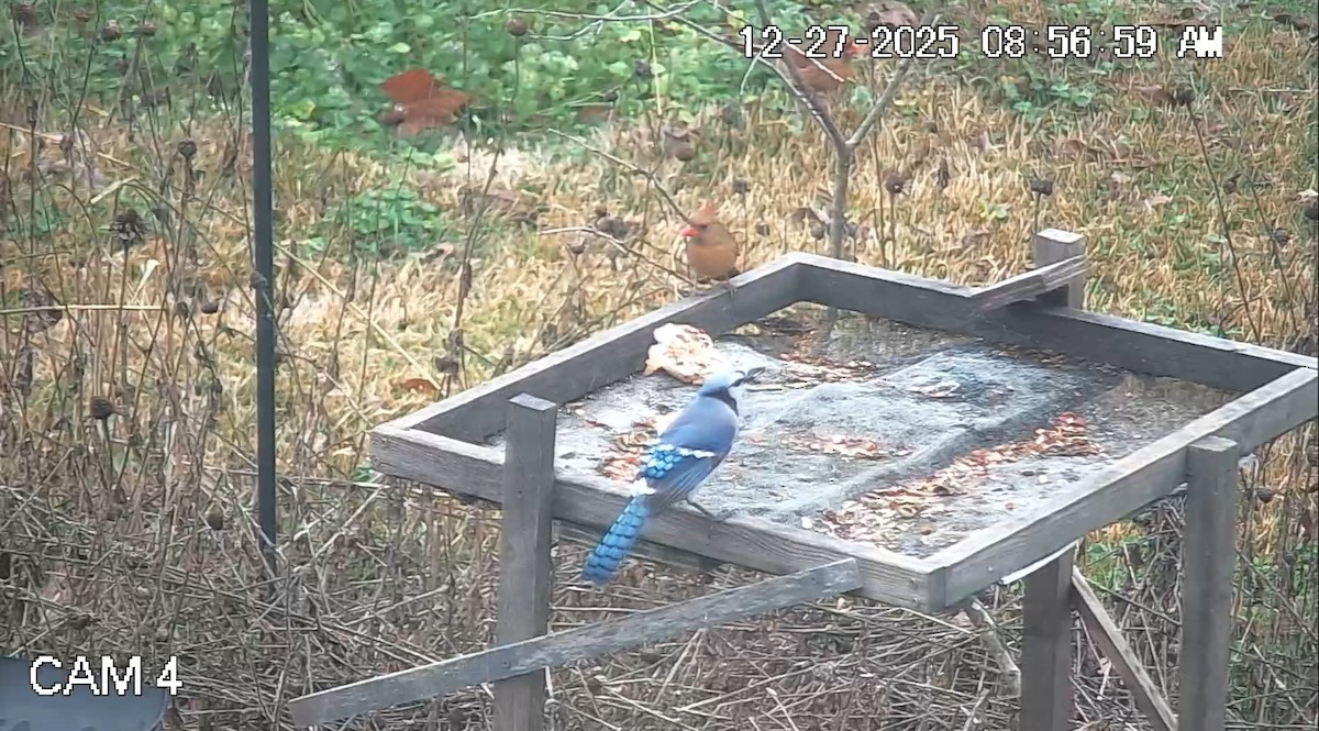 Blauhäher - ML647667298